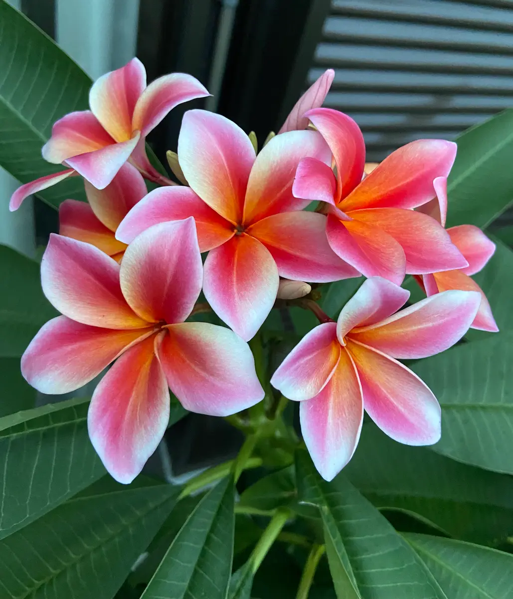Plumeria”MardiGras”「プルメリアの部屋」のアルバム-みんなの趣味の