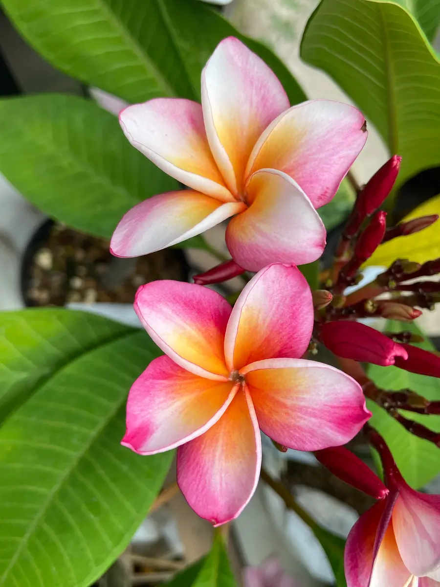 プルメリア「エクスクイジット」「プルメリアの部屋」のアルバム