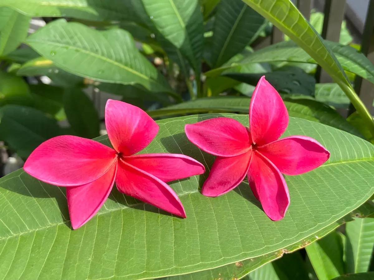 プルメリアRed Jamaica 斑入りプルメリア レッド プルメリア：レッドジャック（Red jack