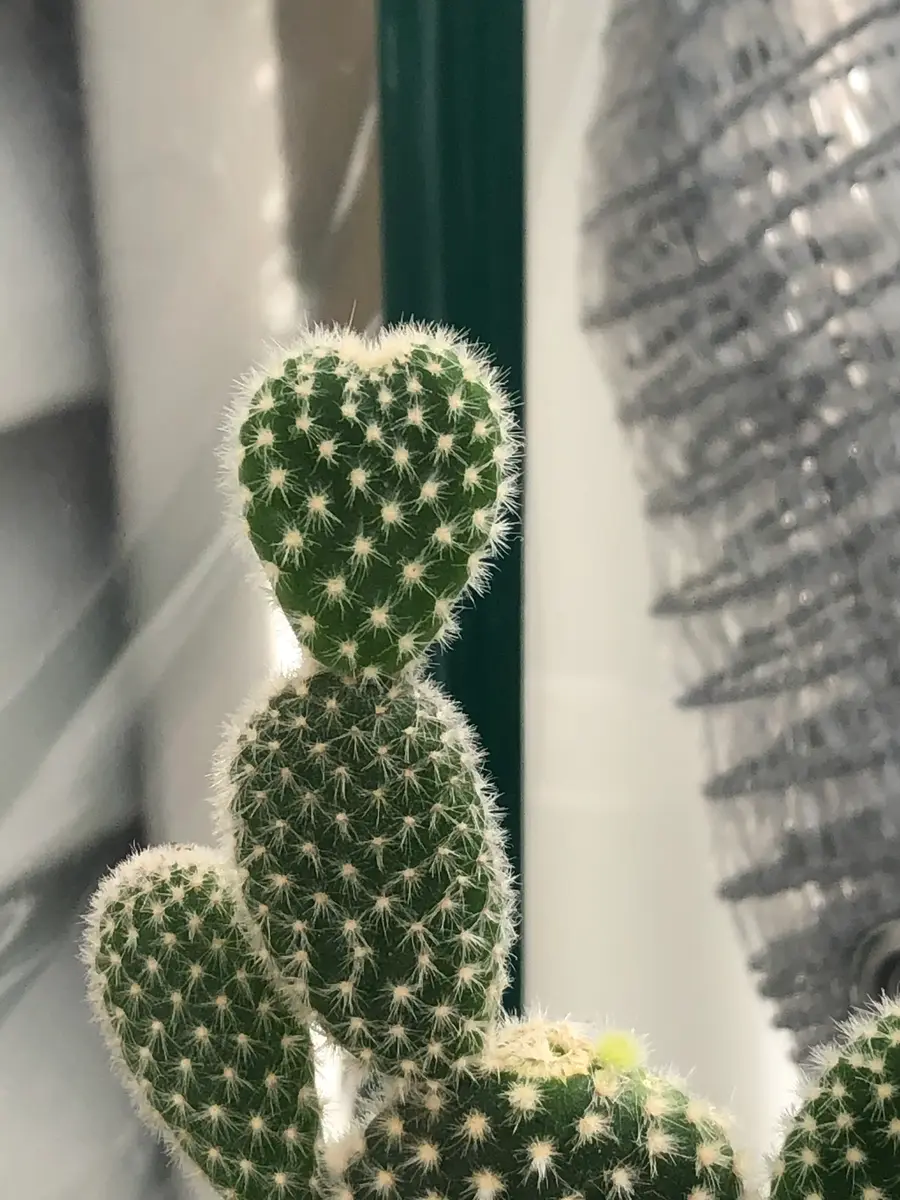 サボテンページ Amazon.co.jp: 【当店自慢のオリジナル培養土】 SB サボテン（さぼてん