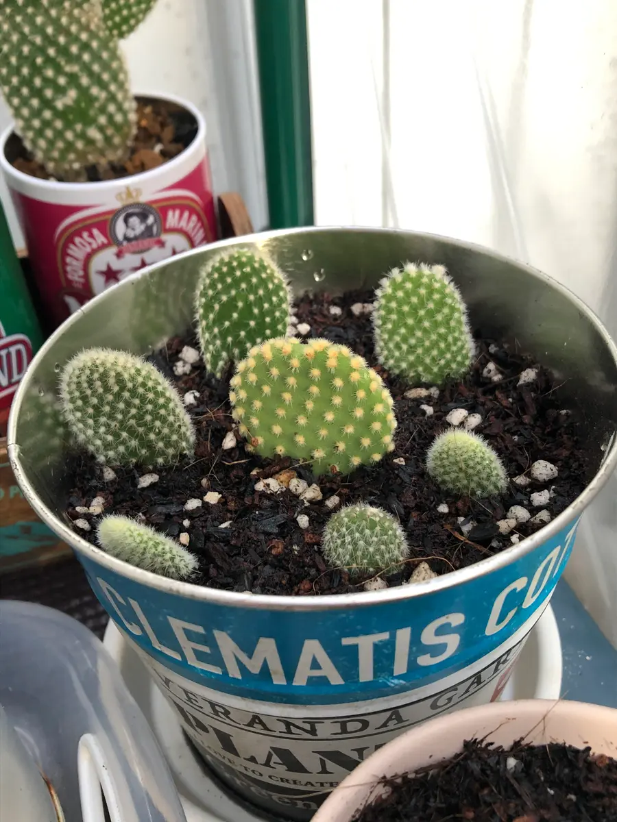 バニーちゃんを挿し木しました。おおき「ベランダのサボテンちゃん