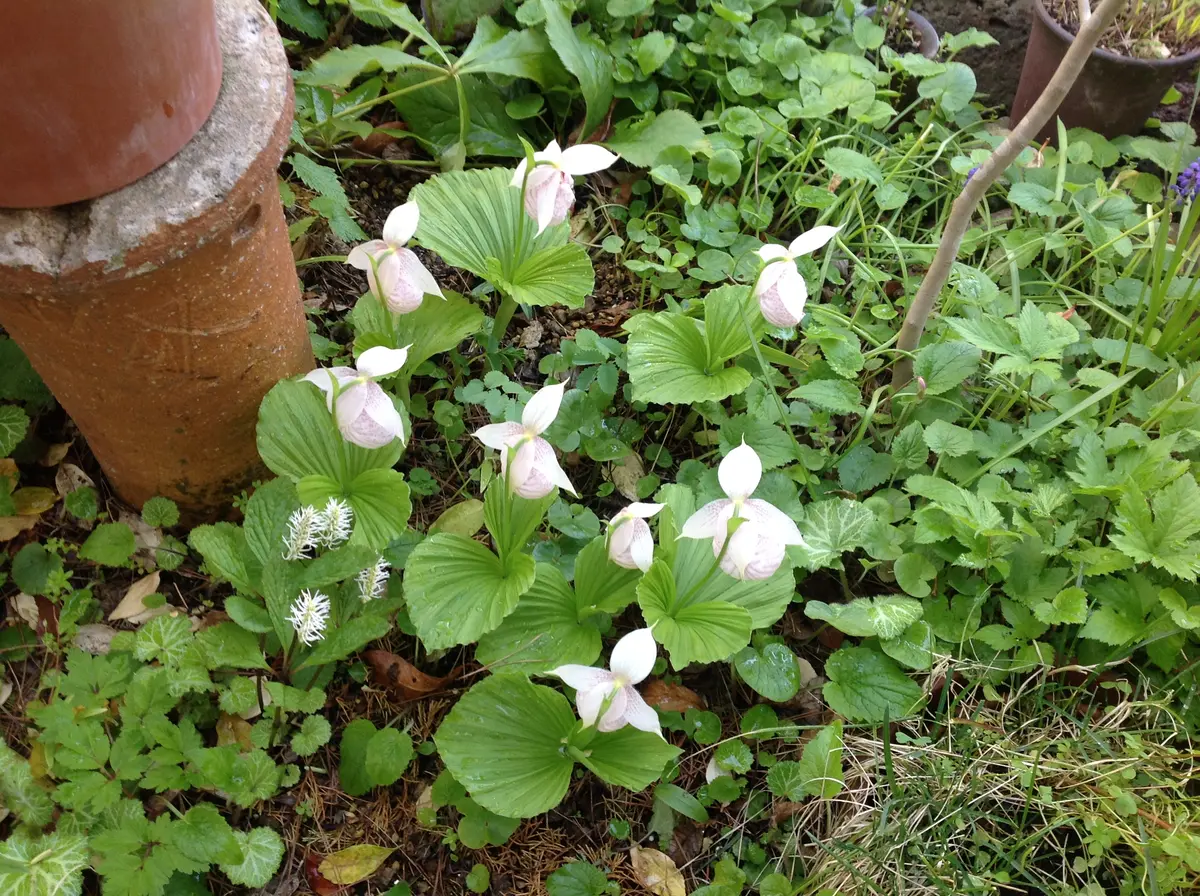 タイワンクマガイソウ❣️8芽❣️ 【公式通販】