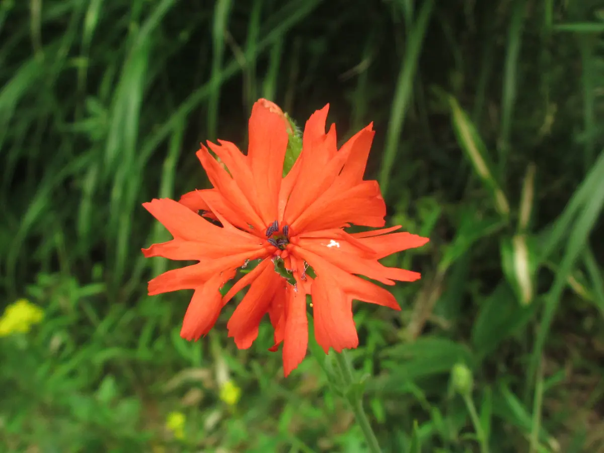 鮮やかな朱色の花はどこに咲いていても「山野草」のアルバム