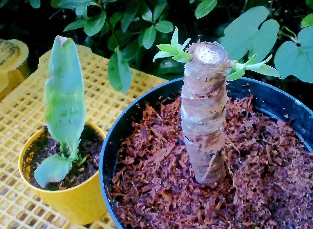 アガベ アテナータ 胴切り後の子株「種まき 挿し木 刺し芽 株分け