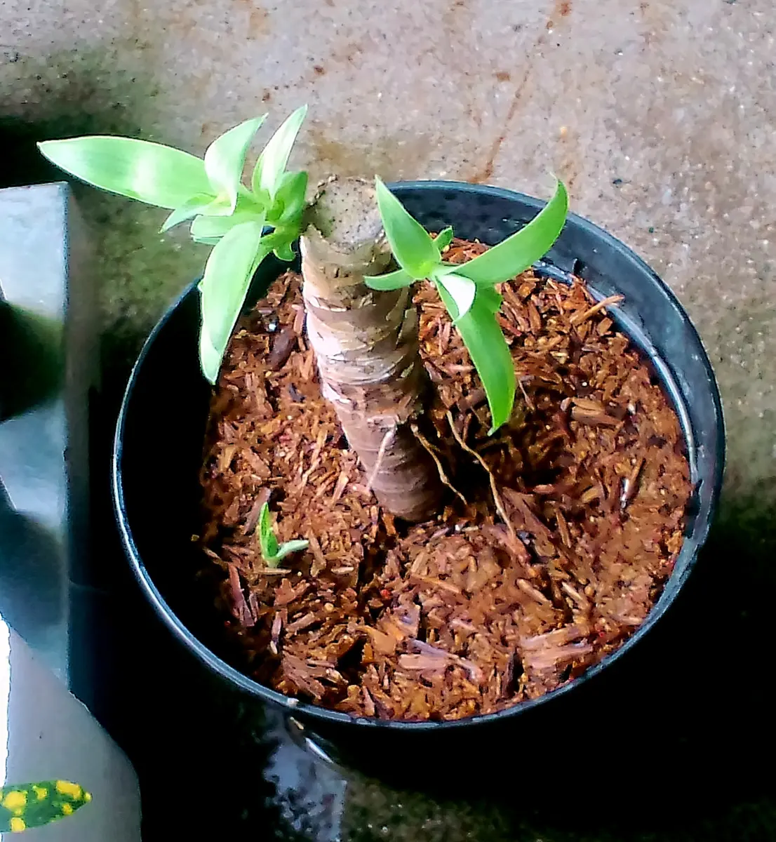 アガベ ホリダ 胴切り子株4株セット 天芽 アガベ ホリダ ギルベイ