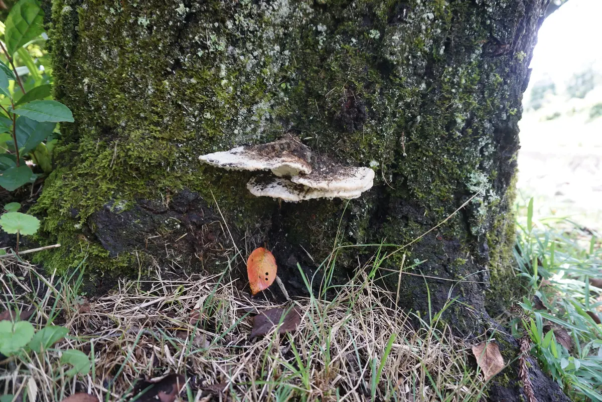 ソメイヨシノの大木です。「サルノコシカケ」のアルバム-みんなの趣味 