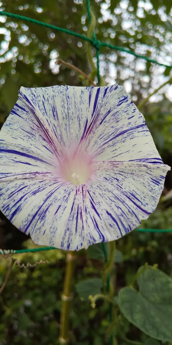 伊藤若冲の絵に出てくる朝顔です。若冲「今年のお気に入り朝顔」の