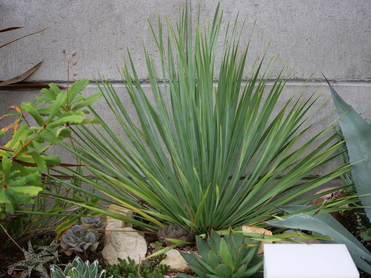 アユページ ロストラータとリギダ リギダの7分頭😊 #ユッカリギダ