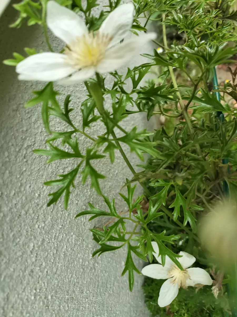 クレマチス カートニマージョ「2025開花した花たち」のアルバム