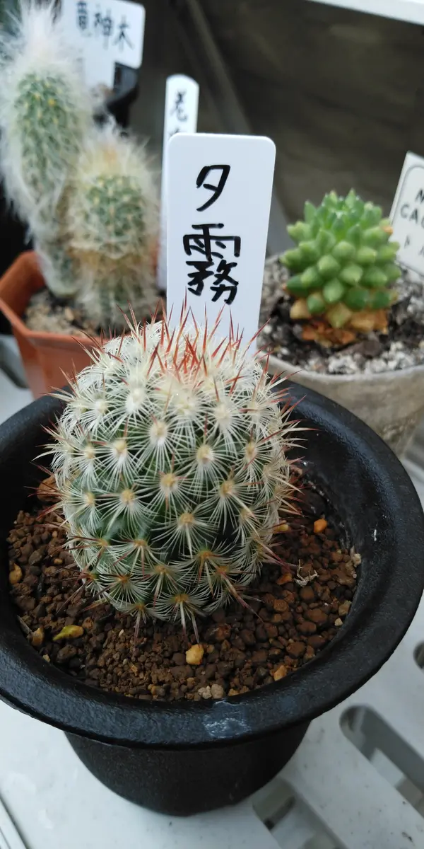 ミニマリスト 咲き乱れるポスター アリゾナサボテン ミニマリスト 咲き乱れるポスター アリゾナサボテン ミニマリスト