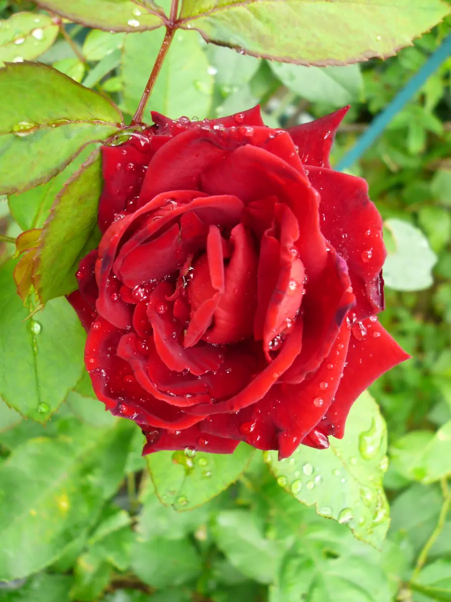真紅の薔薇品種名ラーヴァグルート/ラ...「庭の薔薇達」のアルバム 