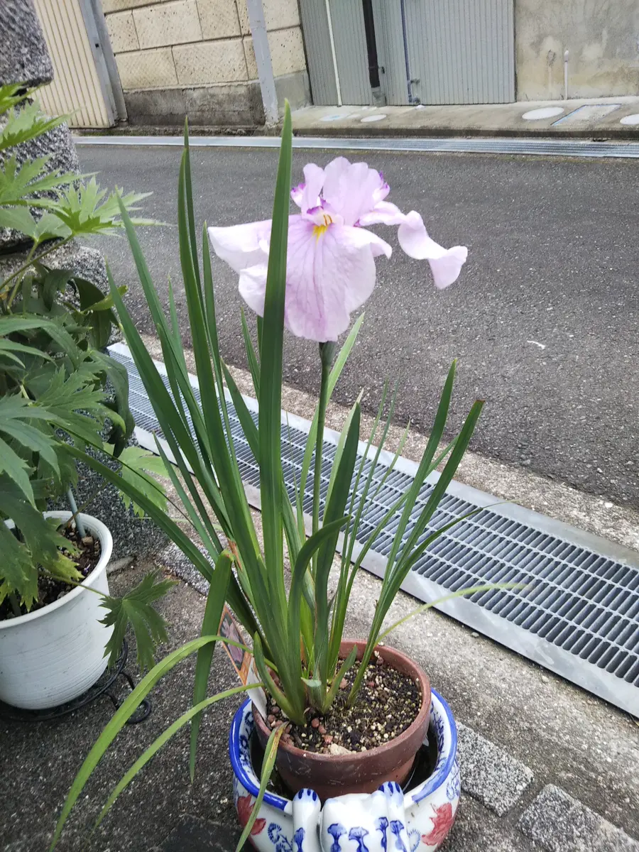 花菖蒲の「桃霞」しとやかですよね！「マイミニミニガーデン💕」の