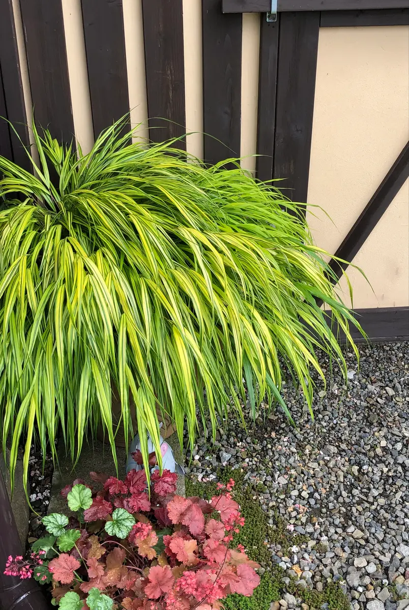 特大良品風知草❗フウチソウ36号鉢1鉢 特大良品風知草❗フウチソウ36号鉢1鉢