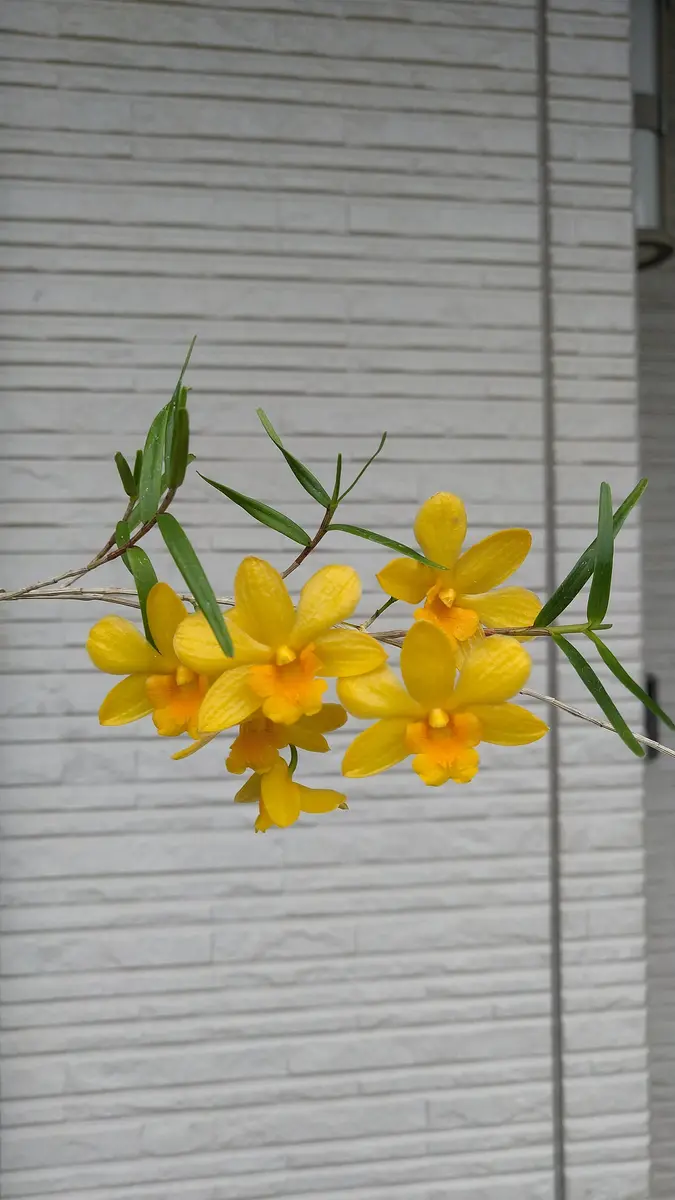 竹葉セッコクです。黄色💛にちょっとオ「草の花」のアルバム