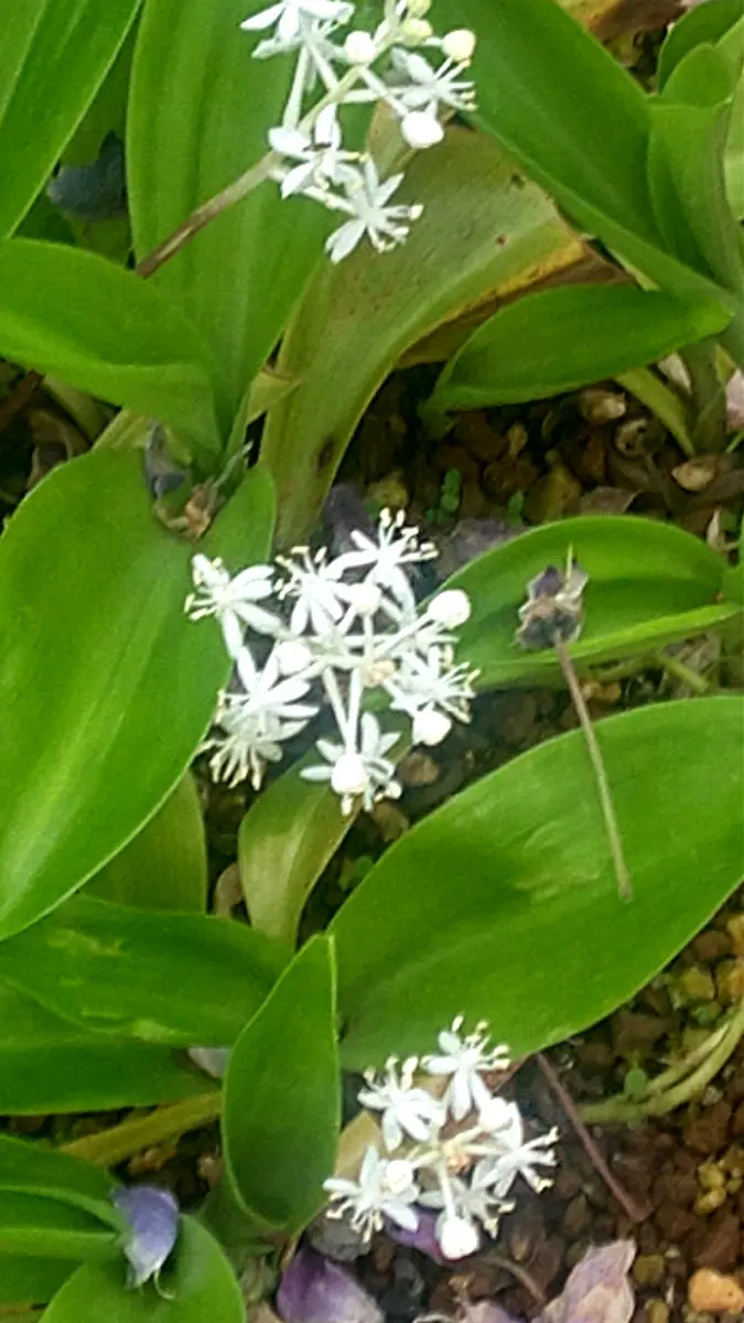 穂花 中国名「白穂花」、その名の通り純白の...「草の花」のアルバム-みんなの趣味の園芸1912171
