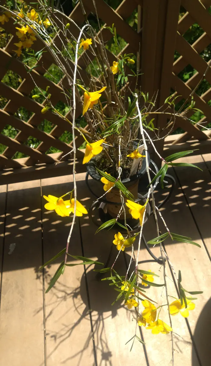 竹葉セッコクの花昨年に続いて今年も花「草の花」のアルバム