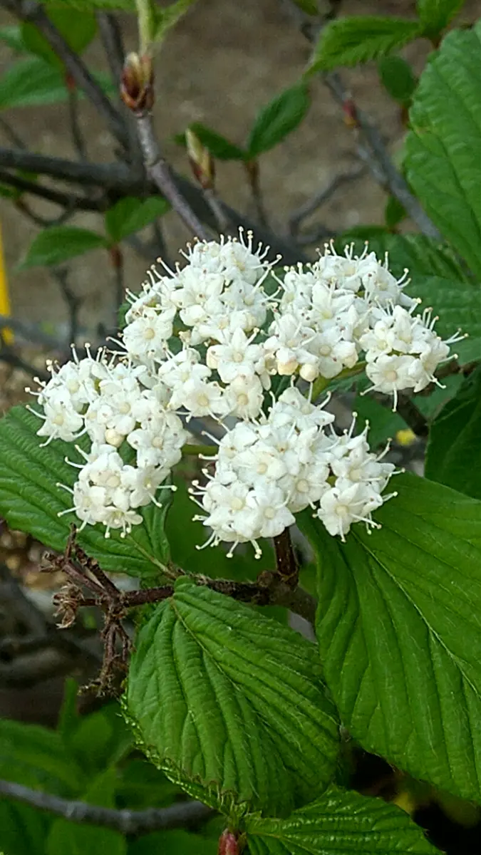 ミヤマガマズミの花です。「木の花」のアルバム-みんなの趣味の園芸1902686