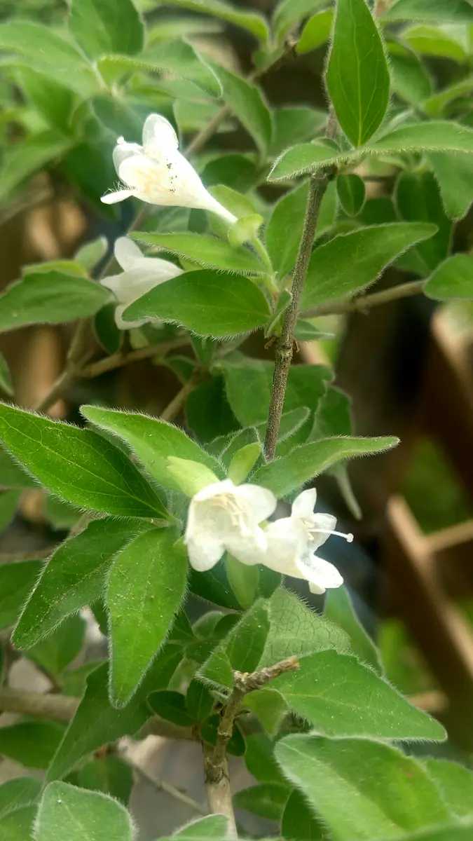 オニツクバネウツギ愛媛県と高知県にの「木の花」のアルバム