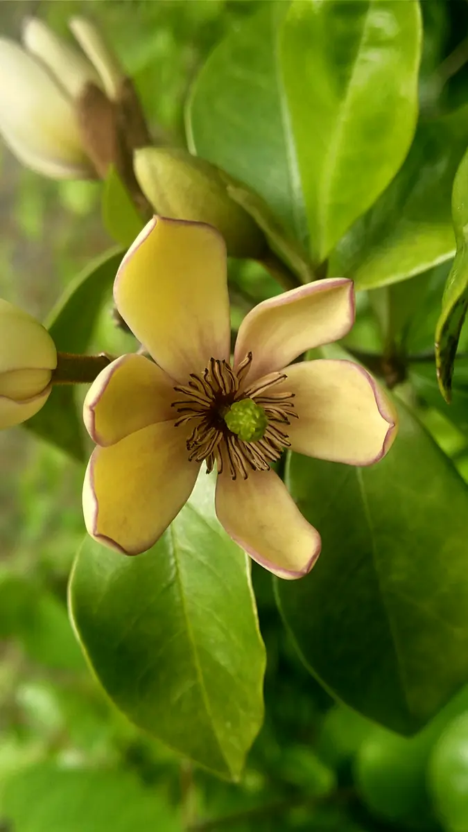 ガチ盆栽】オガタマの木 バナナ匂い 激古 ガチ盆栽】オガタマの木