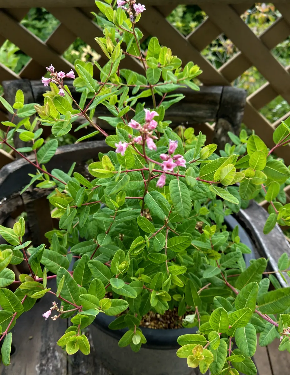 バシクルモン別名オショロソウは小樽付「草の花」のアルバム