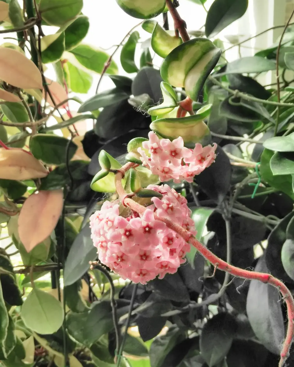 ホヤ カルノーサコンパクタ バリエガータ IMG_1344.jpg