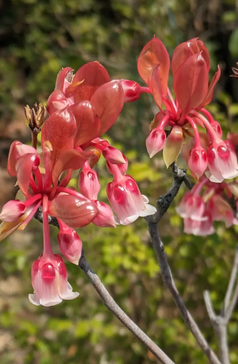 ホンコンドウダンの花ピンクシャンデリ「珍しい植物（そうでない