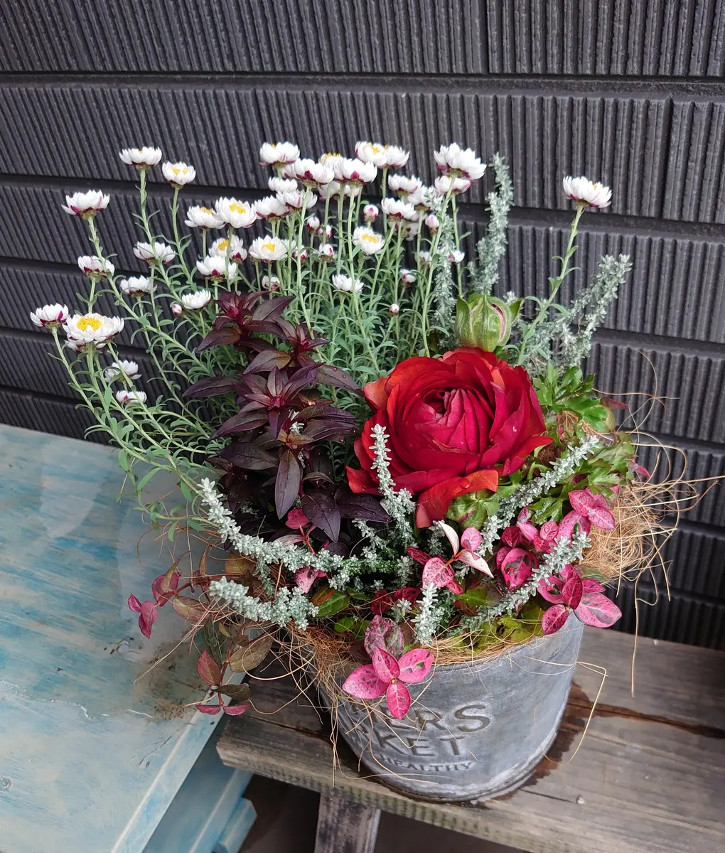 花かんざしとラナンキュラスの寄せ植え「我が家の鉢植え、寄せ植え