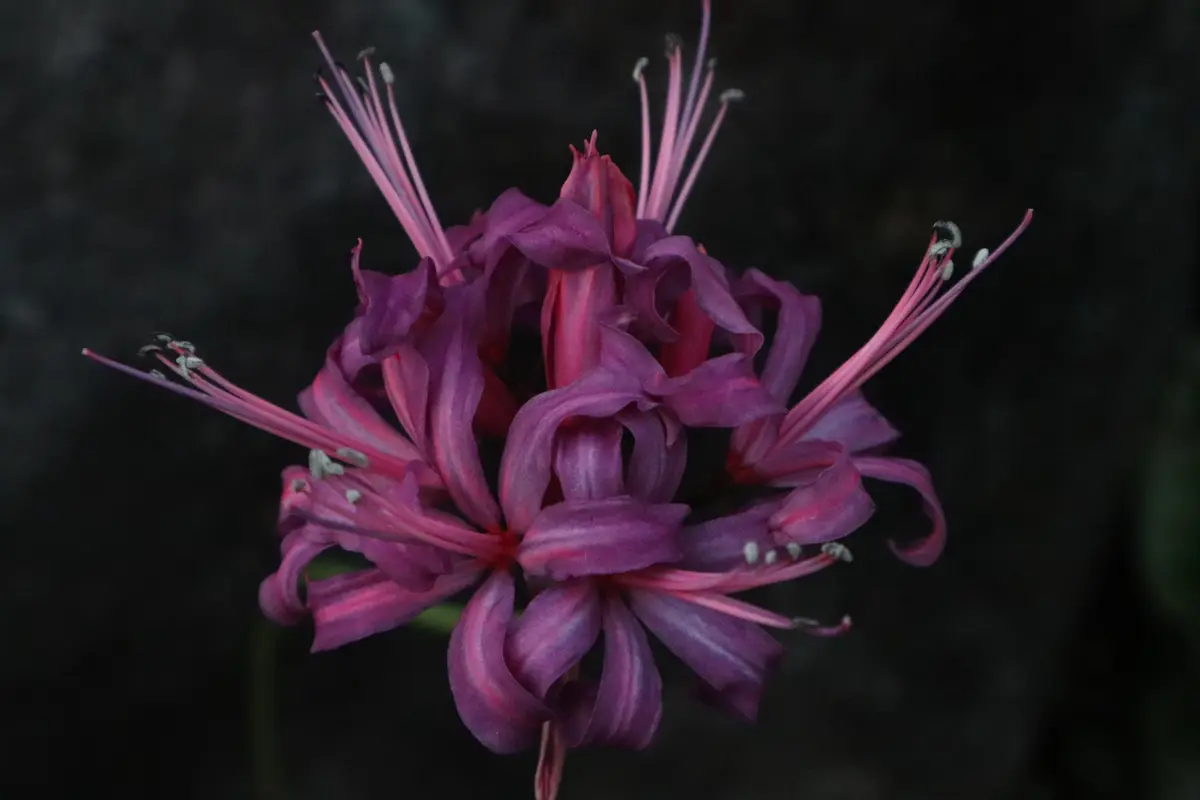 花芽着き苗】 ネリネ 情念（ブラックレッド） ダイヤモンドリリー