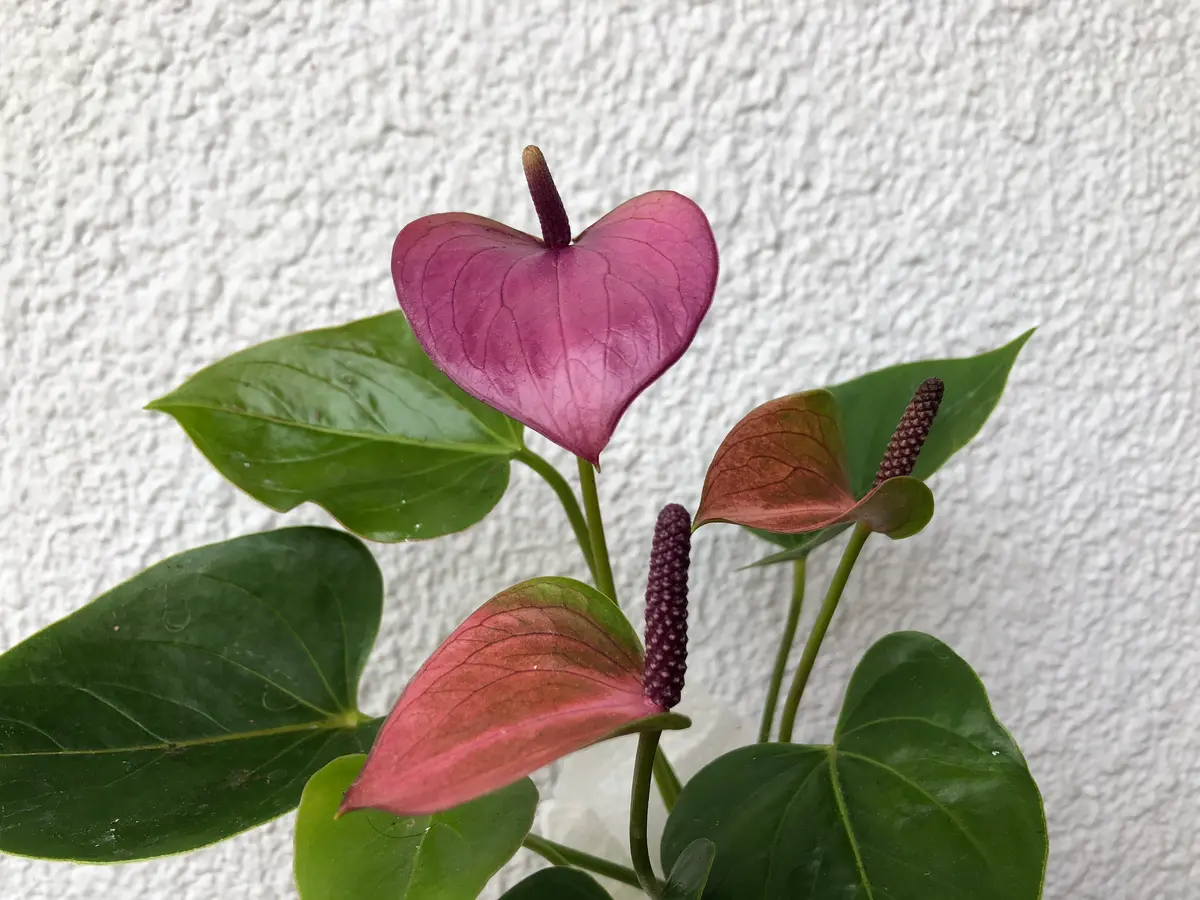 結婚祝い ミニタイプの紫のアンスリューム ど「2020秋からの忘備録」の その他観葉植物
