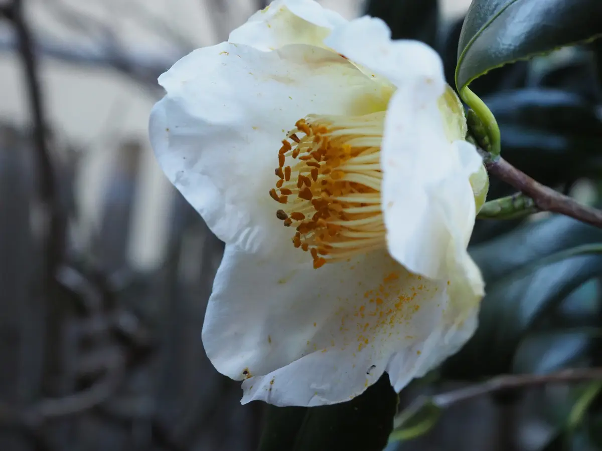 白玉椿（しらたまつばき）平岡八幡宮の「我が家の椿達」のアルバム