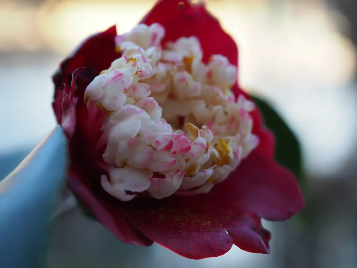 松&椿様 35点【リクエスト】 ツバキ（椿）：孔雀椿 | nae-ya｜herbal tree shop ｜ハーバルツリー