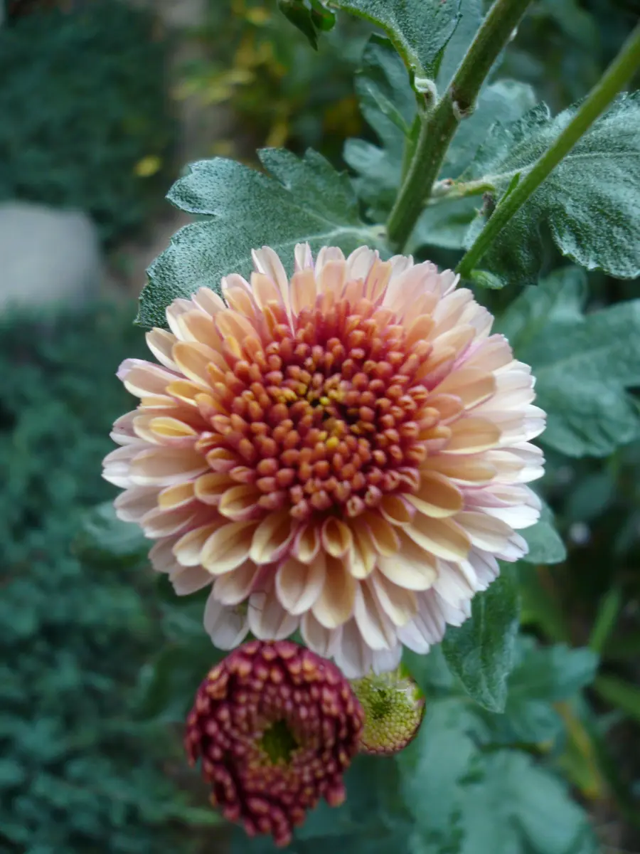 変わり咲小菊／スプレー菊 コメット...「我が家の菊達」のアルバム 