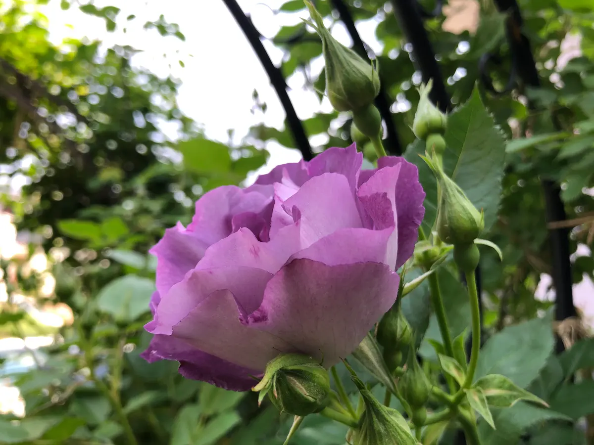 ブルーフォーユー薔薇挿し穂 バラ苗 予約新苗 2026 ブルー フォー ユー