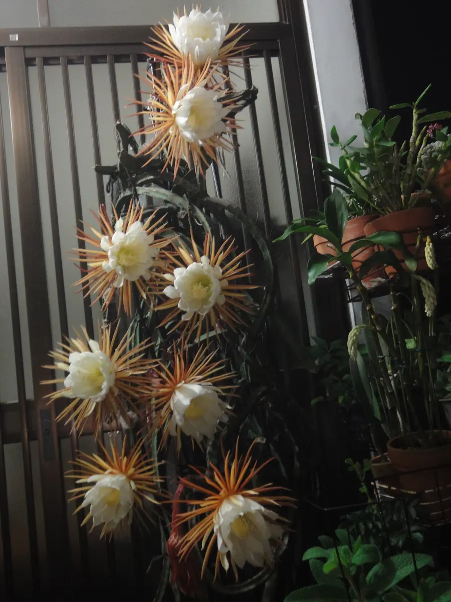 サボテン夜の女王の一斉開花7/18撮影「多肉植物とチランジアなど」の