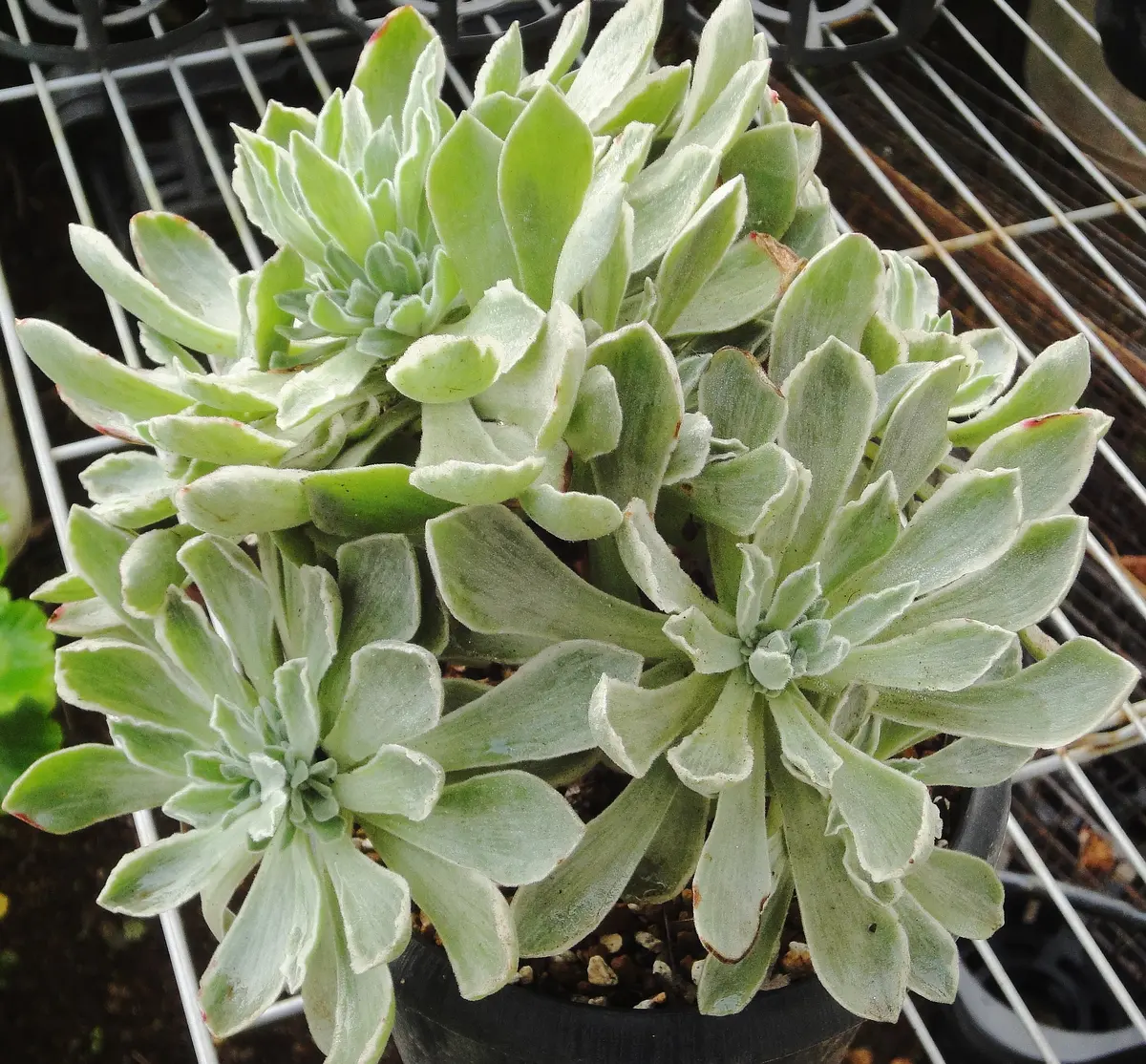 アエオニウムの富士の白雪です。斑入り「多肉植物とチランジアなど