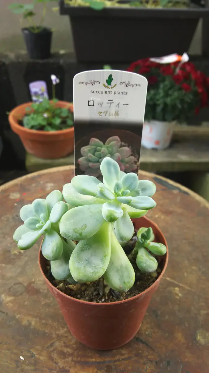 ロッティーお買い得苗✨「多肉植物ちゃん」のアルバム-みんなの趣味の