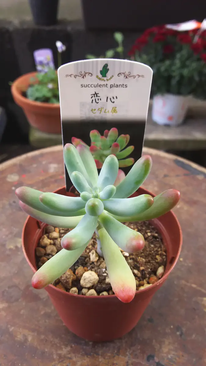 恋心錦（糊班）多肉植物　セダム 恋心「多肉植物ちゃん」のアルバム-みんなの趣味の園芸1224125