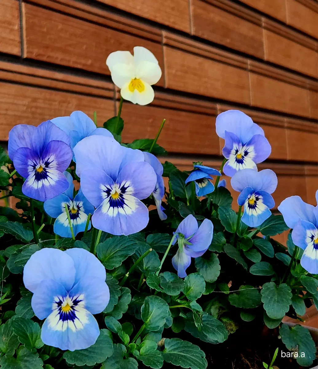 🔹️2色のビオラの寄せ植え🔹️手前にブ「かわいらしいお花」の