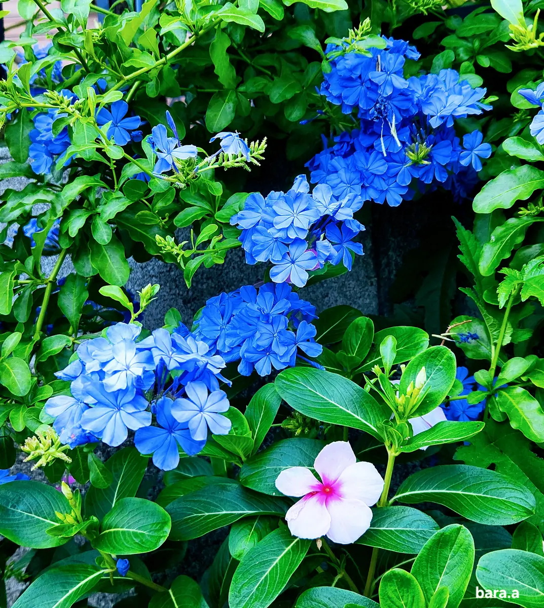 ルリマツリ ブルペンバコ 【公式通販】