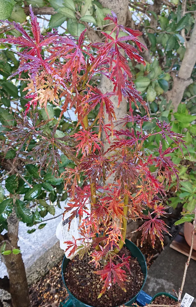 青竜の紅葉です。「モミジ」のアルバム-みんなの趣味の園芸1533933
