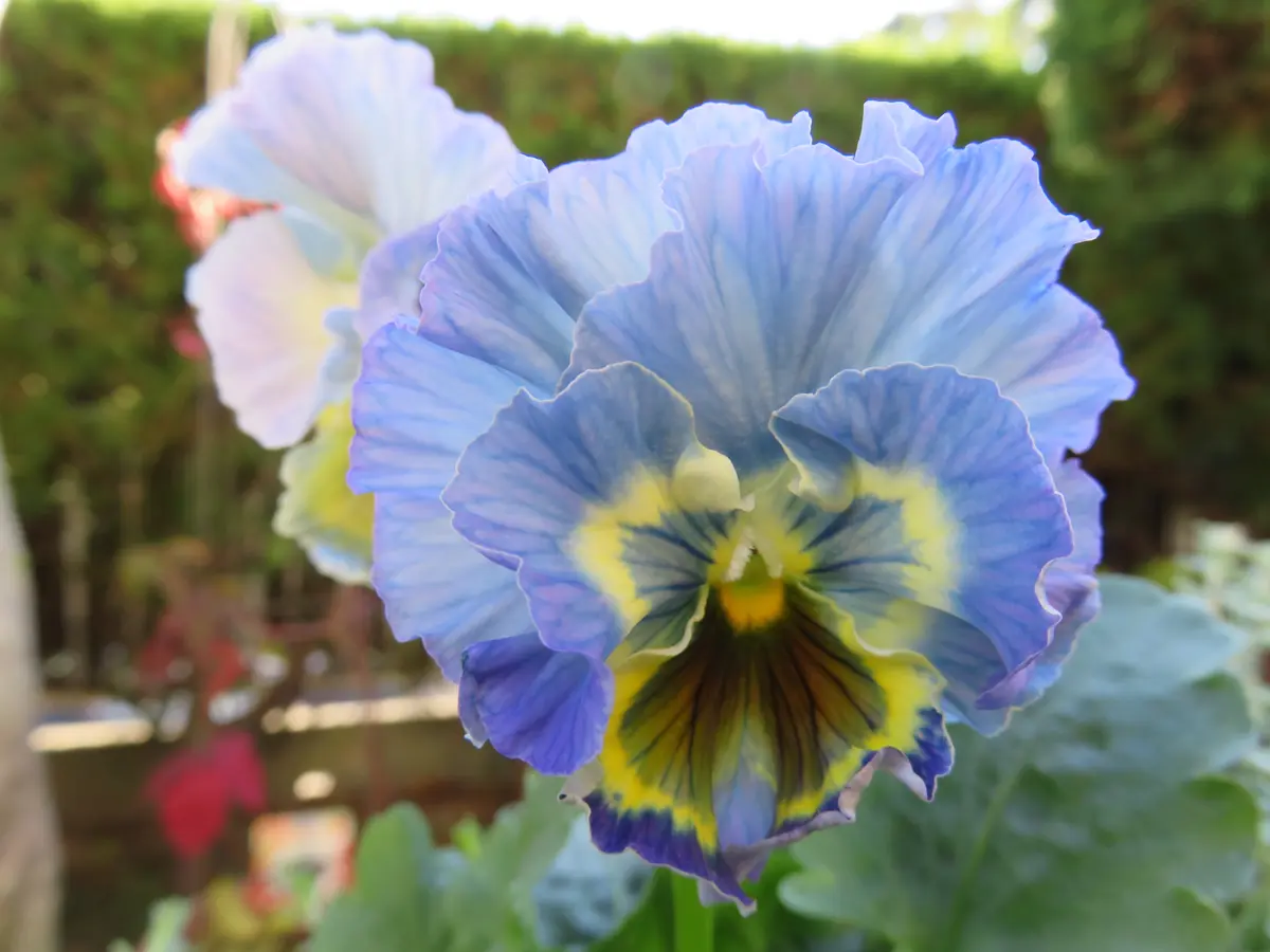 R*U様 神戸べっぴんさんビオラ花苗フリルパンジー水色カラー試作品種？ R*U様 神戸べっぴんさんビオラ花苗フリルパンジー水色カラー試作品種？ 2