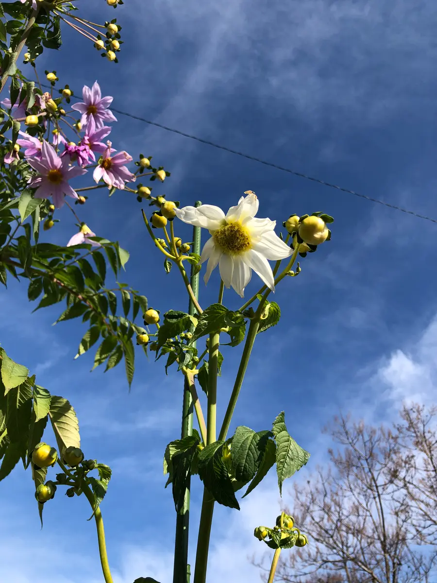 NAO様 皇帝ダリア白一重×7ポット Amazon.co.jp: 皇帝ダリア ガッツァリア 八重咲きクリーム 1株 : DIY