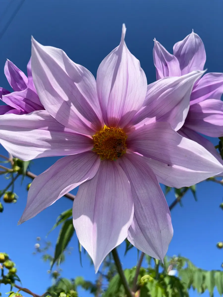 NAO様 皇帝ダリア白一重×7ポット NAO様 皇帝ダリア白一重×7ポット 皇帝ダリア 一重咲き」のアルバム