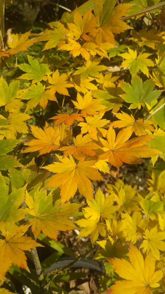 ヤマモミジ、綺麗に黄色く色づいていま「モミジ（カエデ）と紅葉