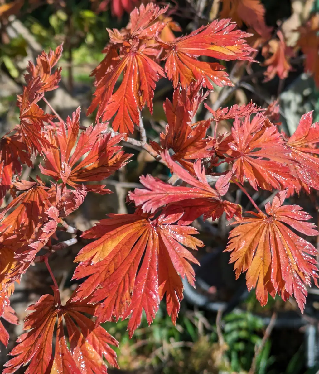 もみじ 紅葉 舞孔雀 25年目 引き取り限定 掘り出し物 楽天市場】もみじ
