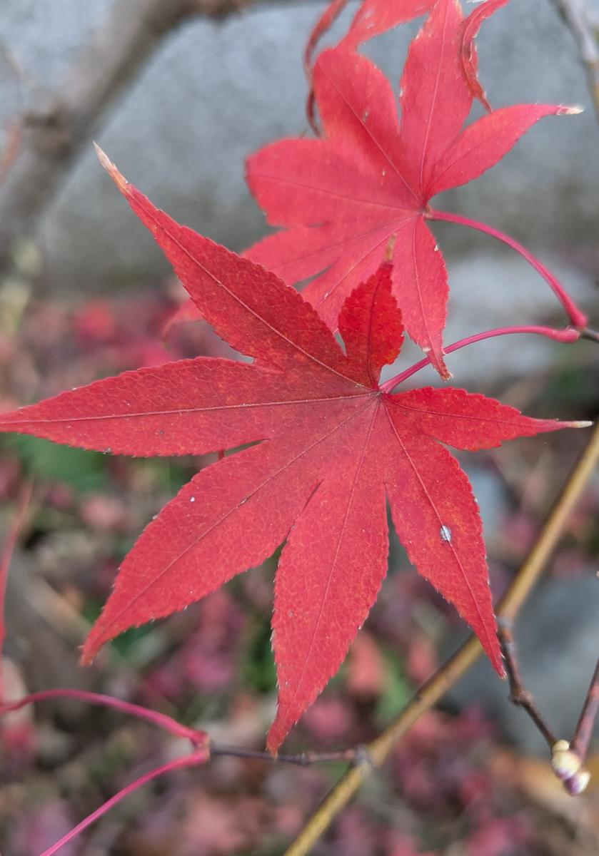 真っ赤に紅葉します ⭐️ 大盃もみじ ⭐️ 味わいある一点物 真っ赤に