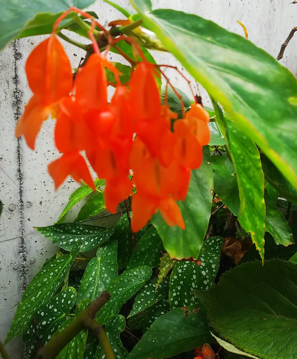 通販 送料無料  木立ベゴニアの葉に出る白い斑点が美しい「てんこの花つくり その他多肉植物