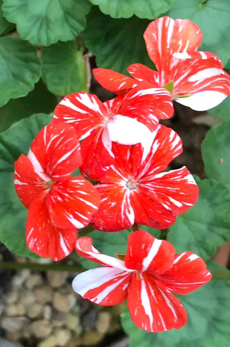 ゼラニウム シングルニューライフ「今朝の花です4」のアルバム
