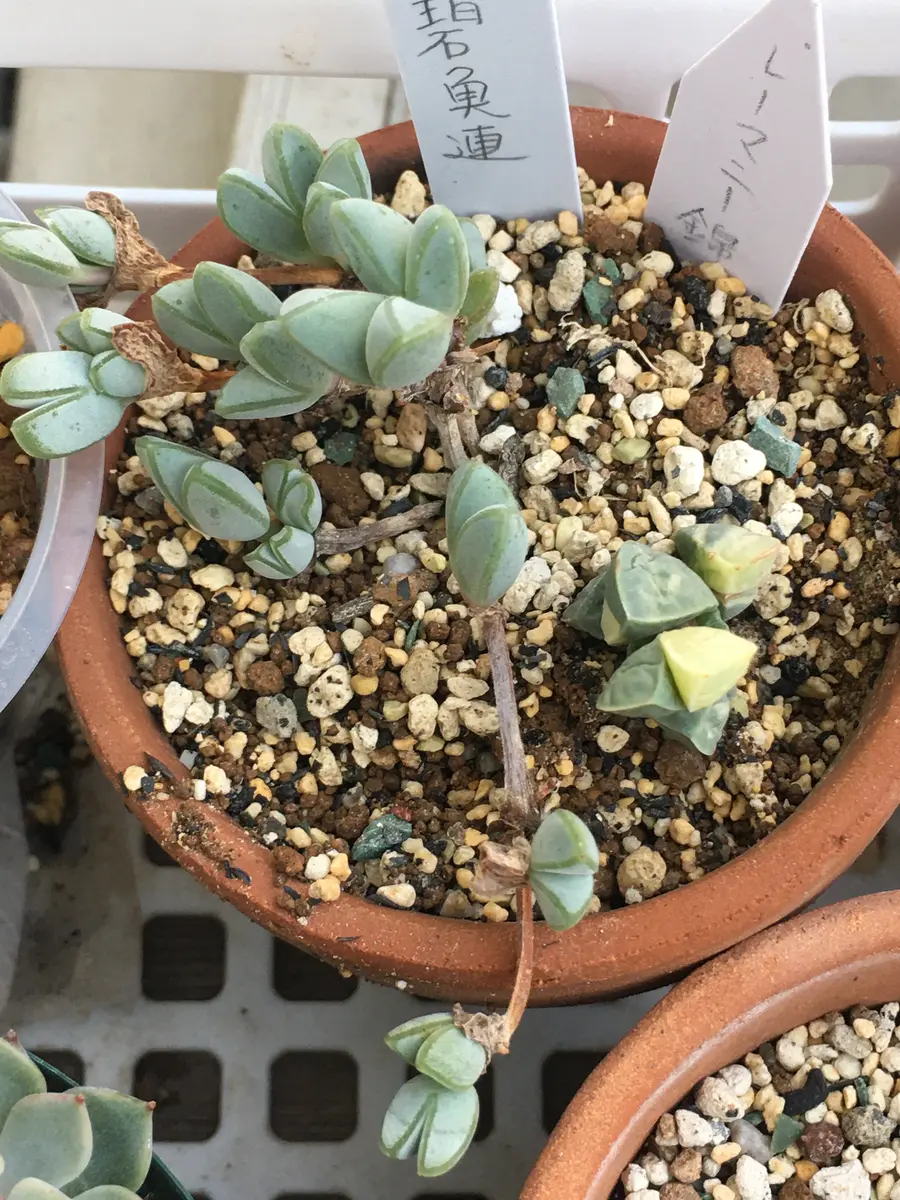 碧魚連🐟とレーマニー錦「Succulents」のアルバム-みんなの趣味