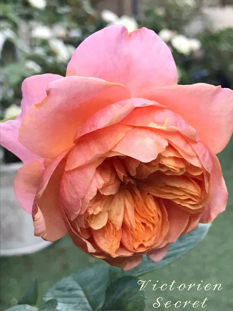 ヴィクトリアンシークレット 切り花品「我が家のバラ・2020年